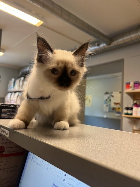 Söt kattunge står på receptionsdisken.
