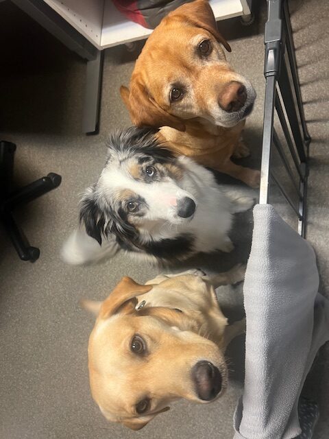 Våra tre söta personal hundar, två labradorer och en Aussie.