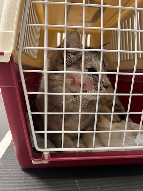 Katt som sitter i sin bur och varit på vår lätt akut och opererats för bitskada.
