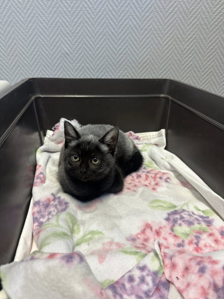 Svartgrå kattunge ligger på en filt i buren efter vacciantion, besikting och chip.