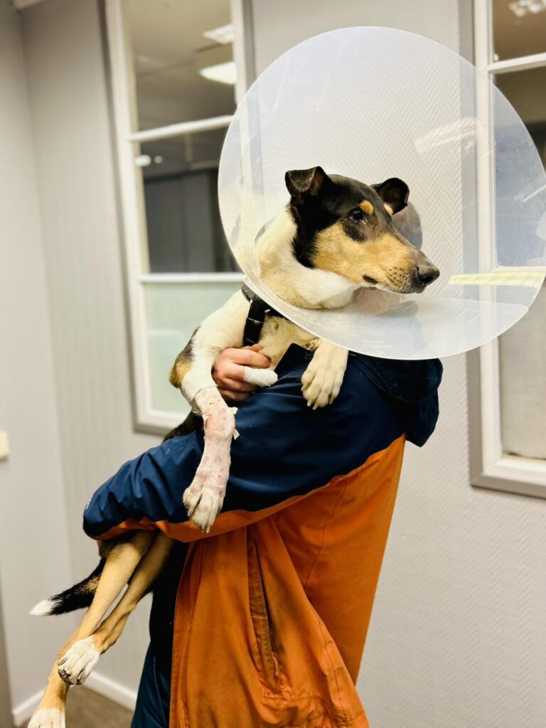 Husse håller i sin korthåriga collie på lättakuten med en stor tratt runt huvudet pga bitskada i tassen.