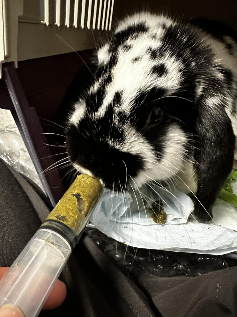Kanin som sitter i sin bur och blir matat med pellets i spruta.