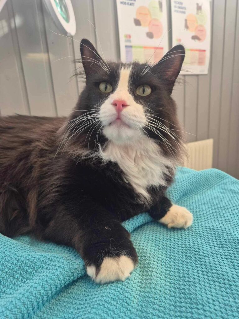 Svartvit katt, svullen tass från bett av en huggorm.