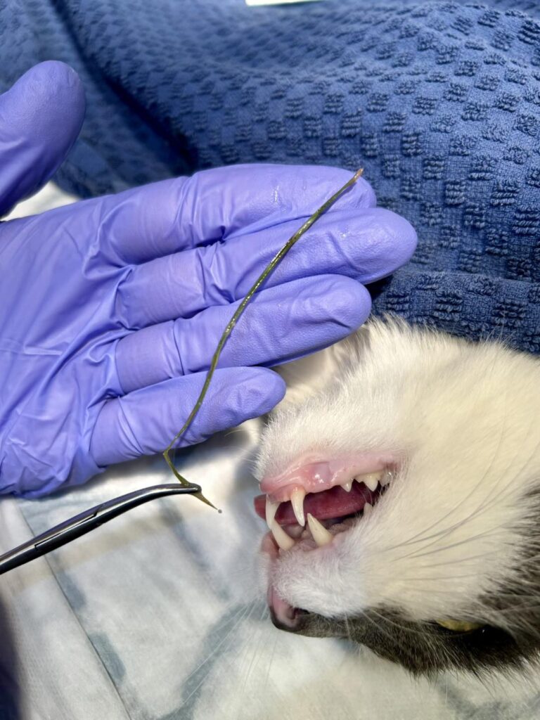 Operation Ekebys Djurpraktik grässtrå som fastnat i kattens hals.