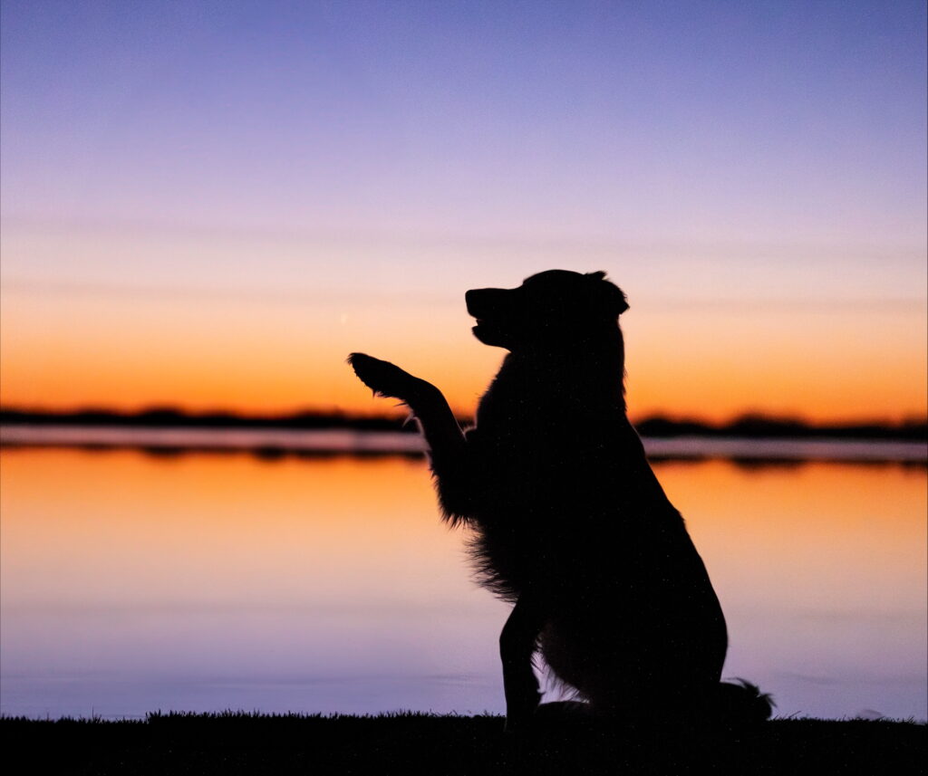 Solnedgång hund Ekebys Djurpraktik